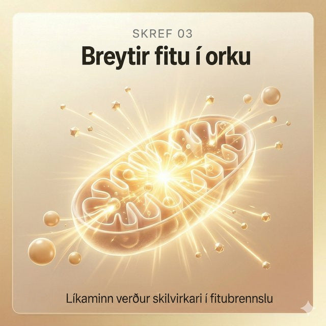 Skref 03: Breytir fitu í eldsneyti